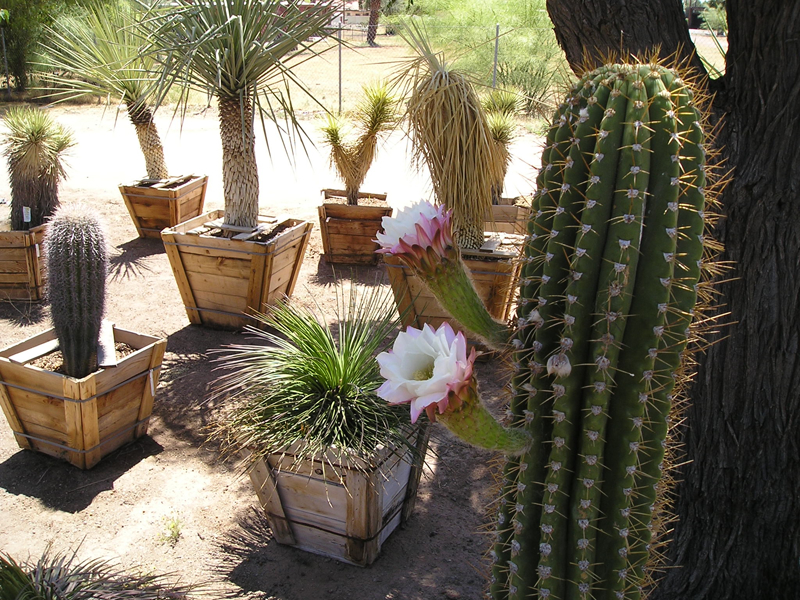 cacti