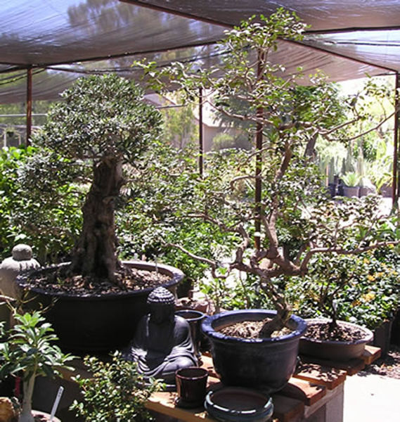 bonsai 3_jpg