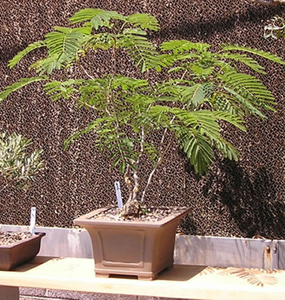bonsai 4_jpg