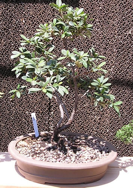 bonsai 5_jpg