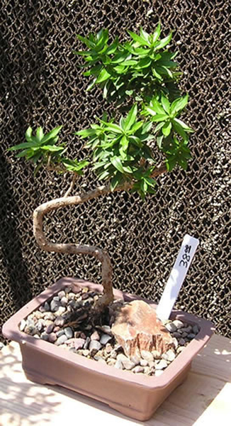 bonsai 6_jpg