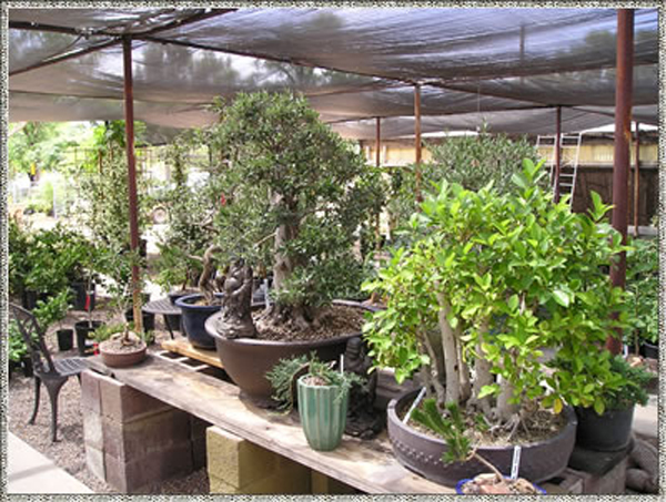 bonsai table 1_png