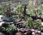 bonsai 1_jpg