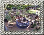 bonsai 2_png