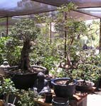 bonsai 3_jpg
