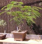 bonsai 4_jpg