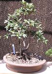 bonsai 5_jpg