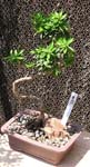 bonsai 6_jpg