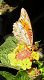 butterfly.JPG 