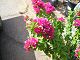 fall photos009.JPG 