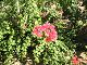 fall photos065.JPG 