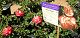 nursery 010.JPEG 