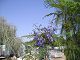 nursery 010.JPG 