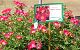 nursery 024.JPEG 