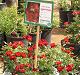 nursery 025.JPEG 