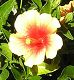nursery 026.JPG 