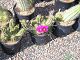 nursery 028.JPG 