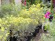 nursery 029.JPG 