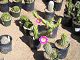 nursery 029.JPG 
