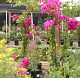 nursery 030.JPG 