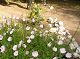 nursery 031.JPG 