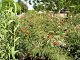 nursery 036.JPG 