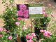 nursery 037.JPEG 