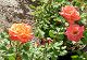 nursery 038.JPEG 