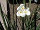 nursery 038.JPG 