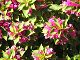 nursery 040.JPG 