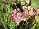 nursery 041.JPG 