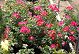 nursery 042.JPEG 