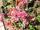 nursery 042.JPG 