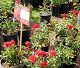 nursery 043.JPEG 