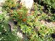nursery 043.JPG 