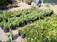 nursery 045.JPG 