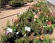 nursery 046.JPEG 
