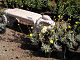 nursery 047.JPG 