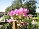 nursery 048.JPG 