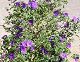 nursery 049.JPG 