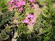 nursery 049.JPG 