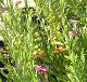 nursery 054.JPG 