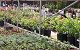 nursery 058.JPG 