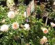 nursery 059.JPEG 