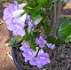 nursery 065.JPG 