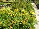 nursery 065.JPG 
