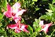 nursery 073.JPG 