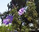 nursery 079.JPG 