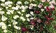 nursery 084.JPG 