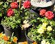 nursery 099.JPEG 